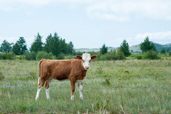 Veterinarian in Gonzales, TX - Services